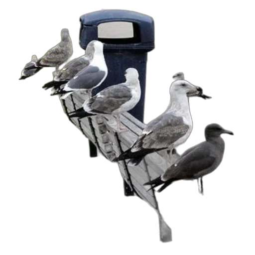 staff, robot, furniture, group, seagulls, perched, wooden, bench transparent PNG cut-out