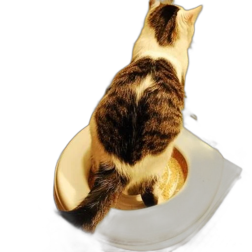 food, animal, photorealistic, cat, white, brown, coat, sits transparent PNG cut-out