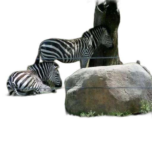 animal, shoes, hat, creature, 3d render, photorealistic, concept art, monochrome transparent PNG cut-out