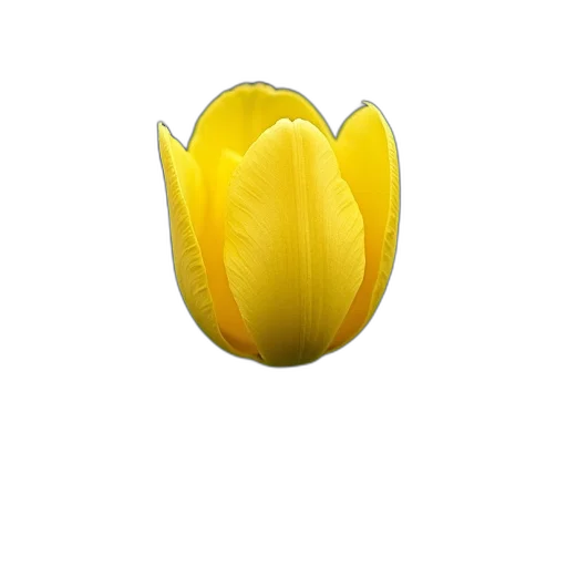 flower, crown, jewelry, hat transparent PNG cut-out