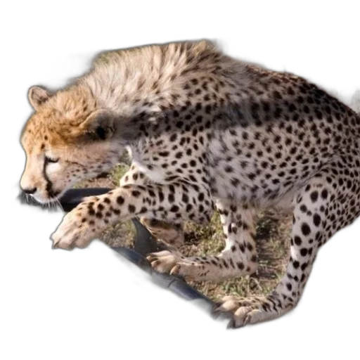 animal, creature, staff, weapon, photorealistic, 3d render, concept art, pixel art transparent PNG cut-out