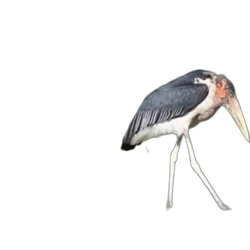 animal, creature, umbrella, staff transparent PNG cut-out