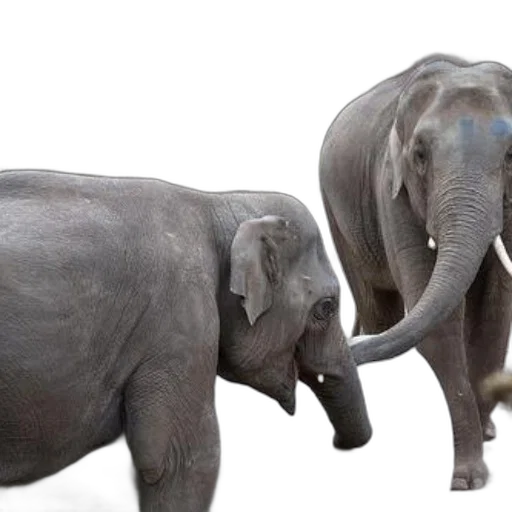 animal, photorealistic, 3d render, concept art, two, elephants, interact, large transparent PNG cut-out