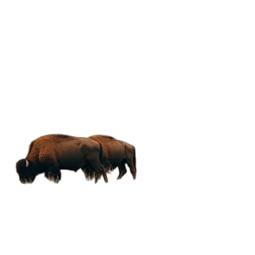 animal, creature, hair, crown, 3d render, concept art, pixel art, photorealistic transparent PNG cut-out