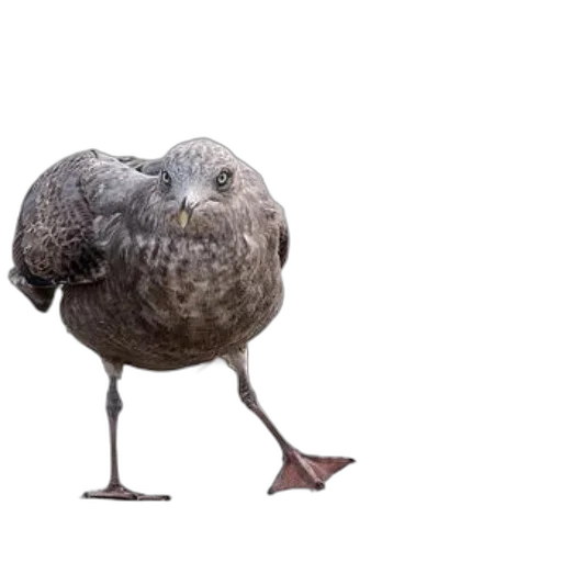 animal, creature, shoes, umbrella, photorealistic, concept art, 3d render, curious transparent PNG cut-out