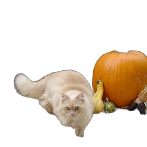 animal, food, creature, photorealistic, 3d render, concept art, fluffy, cat transparent PNG cut-out