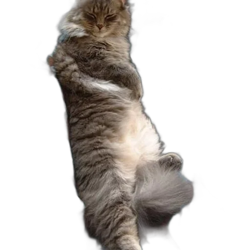animal, staff, creature, dress, photorealistic, fluffy, cat, lying transparent PNG cut-out