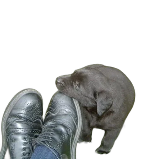 shoes, animal, creature, staff, photorealistic, 3d render, black, puppy transparent PNG cut-out