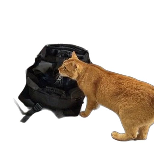 animal, jacket, creature, staff, 3d render, photorealistic, two, cats transparent PNG cut-out