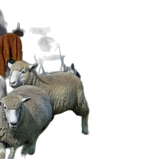 animal, 3d render, concept art, photorealistic, snow, three, sheep, stand transparent PNG cut-out