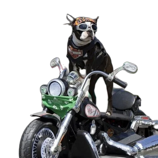 animal, creature, car, photorealistic, 3d render, concept art, dog, wearing transparent PNG cut-out