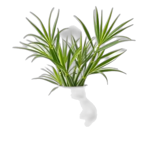 crown, hat, flower, hair transparent PNG cut-out