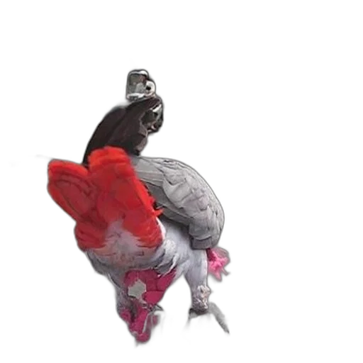 shoes, jacket, animal, creature, concept art, 3d render, photorealistic, outer space transparent PNG cut-out