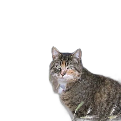 animal, creature, staff, face, photorealistic, 3d render, vaporwave, concept art transparent PNG cut-out