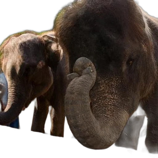 animal, photorealistic, concept art, 3d render, two, elephants, one, trunk transparent PNG cut-out
