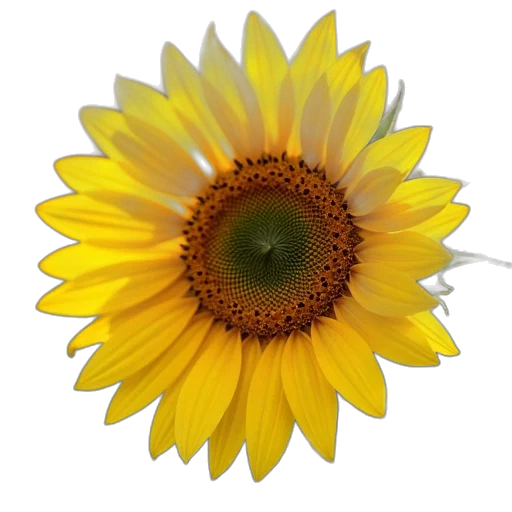 flower, crown, staff, jewelry transparent PNG cut-out