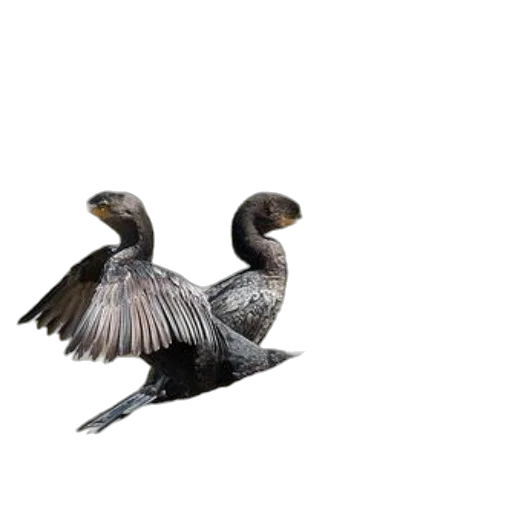 animal, 3d render, photorealistic, concept art, three, black, birds, orange transparent PNG cut-out