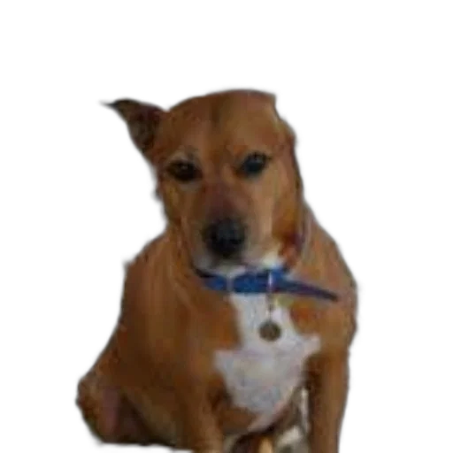 staff, animal, creature, face, photorealistic, 3d render, brown, dog transparent PNG cut-out