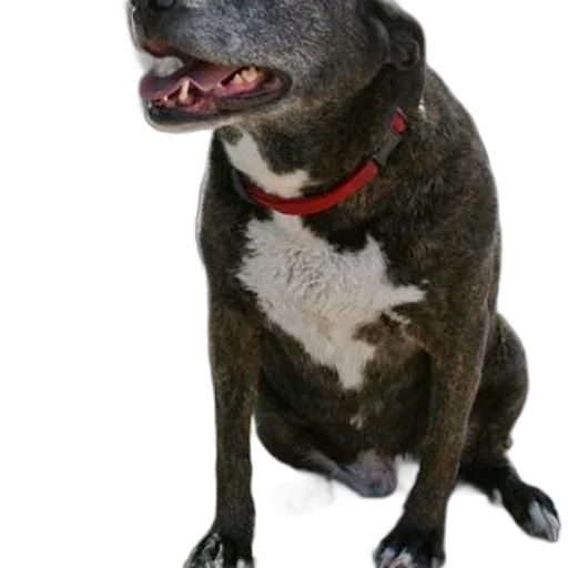 staff, animal, creature, large transparent PNG cut-out
