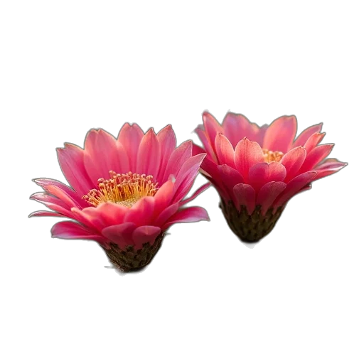 flower, crown, jewelry, photorealistic, 3d render, oil painting, cactus, flowers transparent PNG cut-out
