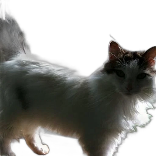 animal, creature, hair, staff, photorealistic, 3d render, concept art, fluffy transparent PNG cut-out
