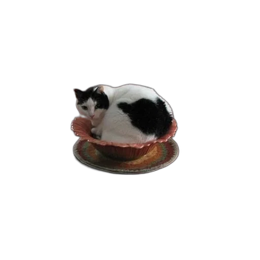 hat, food, jewelry, animal transparent PNG cut-out