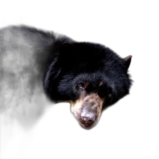 animal, creature, staff, face, photorealistic, 3d render, concept art, black transparent PNG cut-out