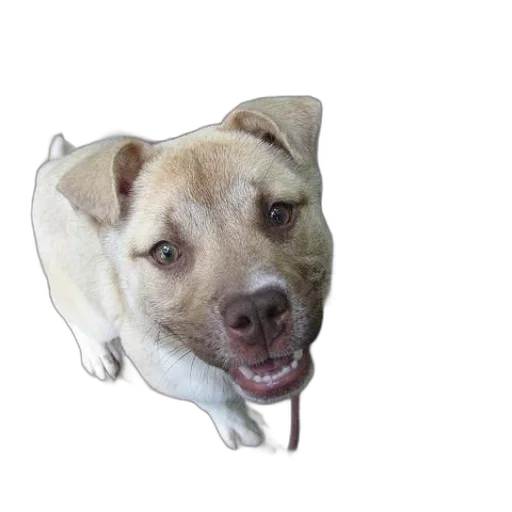 animal, creature, staff, face transparent PNG cut-out