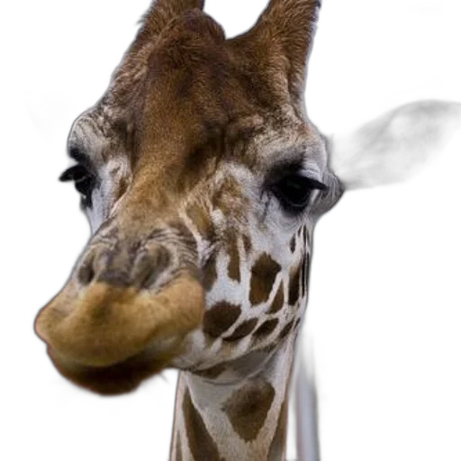 animal, face, creature, mask, photorealistic, 3d render, concept art, close-up transparent PNG cut-out