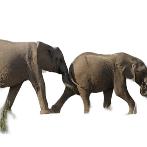 animal, creature, concept art, photorealistic, 3d render, forest, earth tones, green transparent PNG cut-out