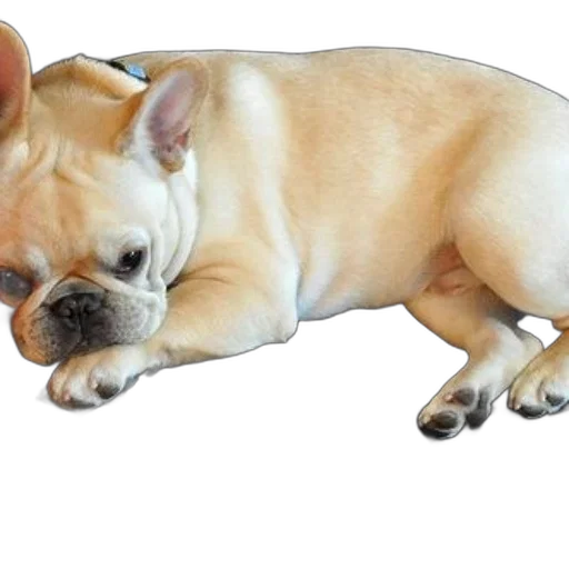 animal, creature, staff, photorealistic, 3d render, french, bulldog, lounges transparent PNG cut-out