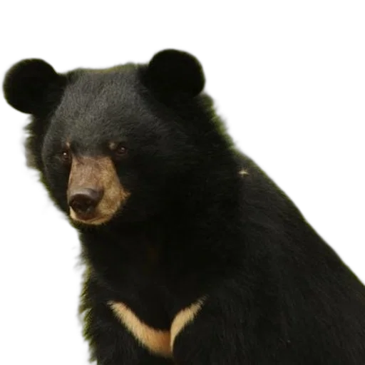 animal, creature, face, staff transparent PNG cut-out