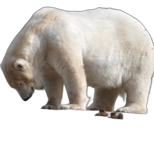animal, creature, food, face, concept art, 3d render, photorealistic, polar transparent PNG cut-out