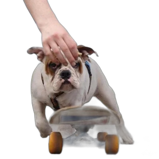 staff, animal, photorealistic, bulldog, wearing, collar, skateboard, person transparent PNG cut-out