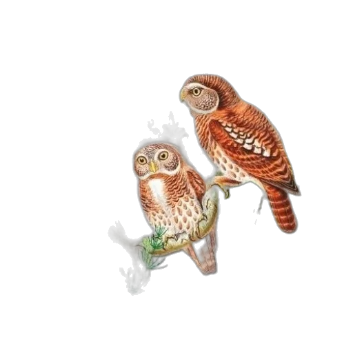 jewelry, fantasy art, concept art, pixel art transparent PNG cut-out