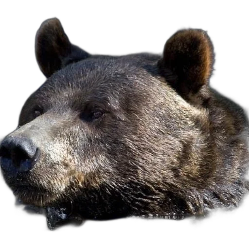 animal, creature, face, mask, photorealistic, 3d render, concept art, pixel art transparent PNG cut-out