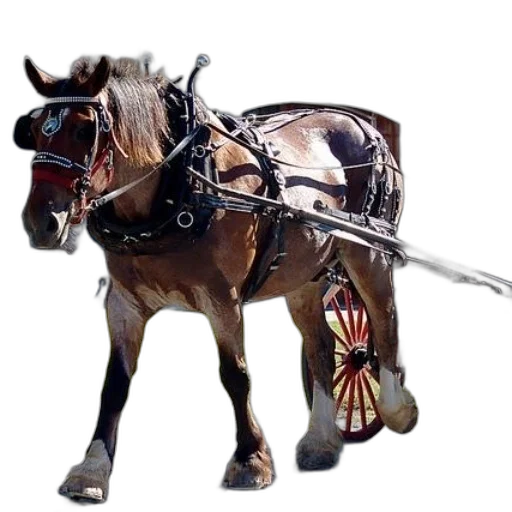 weapon, animal, staff, sword transparent PNG cut-out