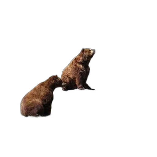 animal, creature, food, hair, photorealistic, 3d render, concept art, pixel art transparent PNG cut-out