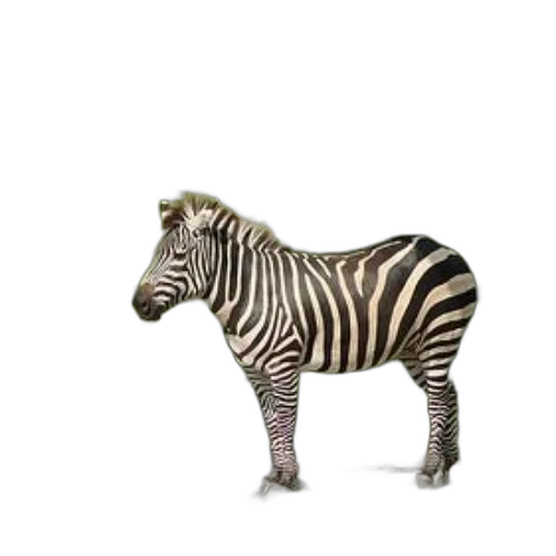 animal, creature, furniture, jewelry, 3d render, photorealistic, concept art, zebra transparent PNG cut-out