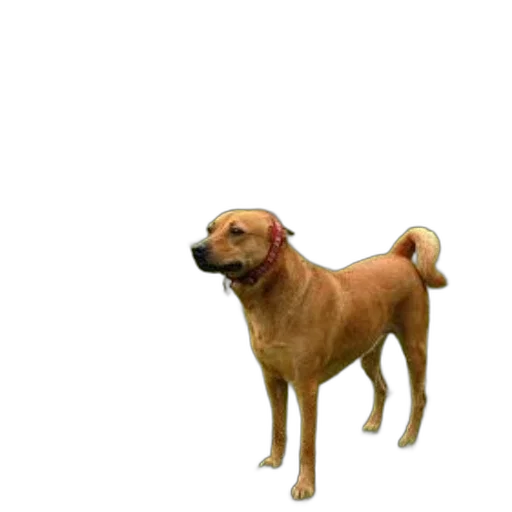 animal, staff, creature, face, 3d render, photorealistic, concept art, pixel art transparent PNG cut-out