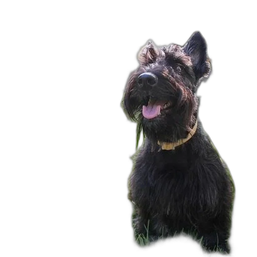 animal, staff, creature, face transparent PNG cut-out