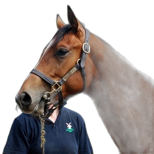 staff, animal, jewelry, hat, photorealistic, brown, horse, black transparent PNG cut-out