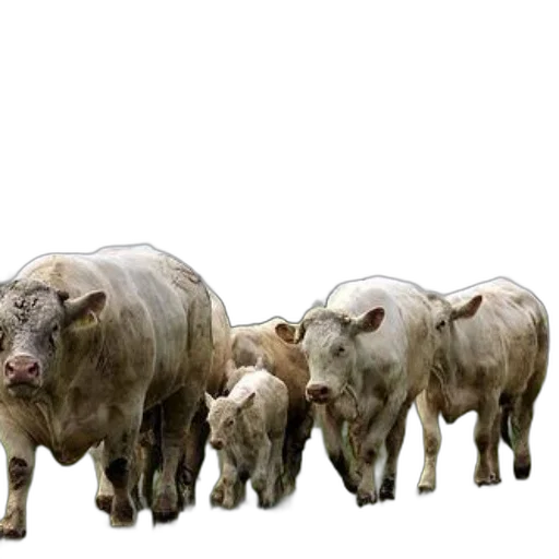 animal, photorealistic, concept art, 3d render, group, white, cows, calves transparent PNG cut-out