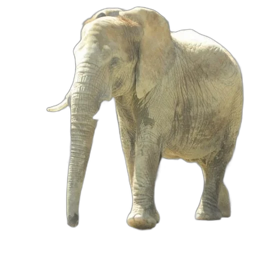 animal, creature, staff, 3d render transparent PNG cut-out