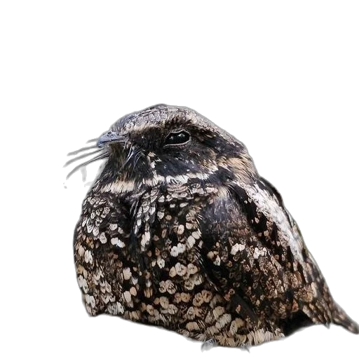 animal, hat, hair, mask, photorealistic, 3d render, bird, speckled transparent PNG cut-out