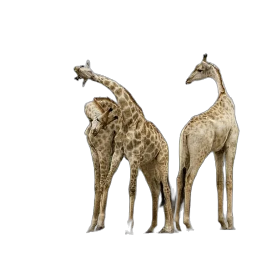 animal, jewelry, creature, 3d render, concept art, photorealistic, fantasy art, earth tones transparent PNG cut-out