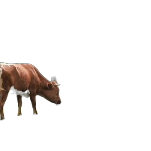 animal, creature, weapon, food transparent PNG cut-out