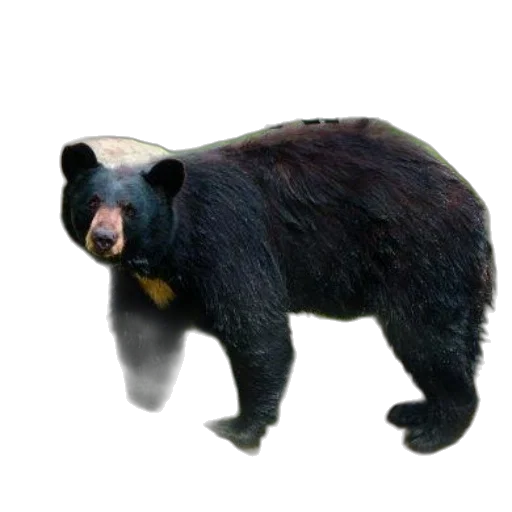 animal, creature, staff, weapon, 3d render, photorealistic, concept art, bear transparent PNG cut-out