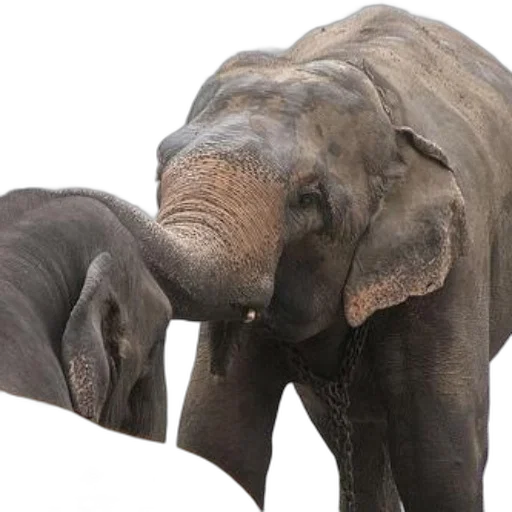 animal, photorealistic, elephants, river, one, chain, around, neck transparent PNG cut-out