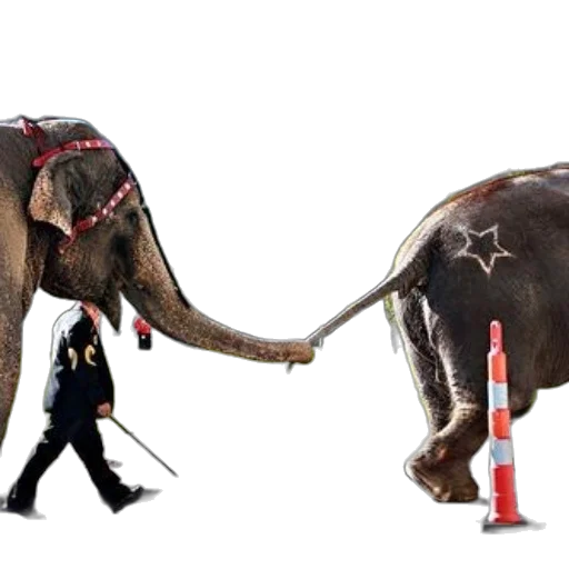 staff, animal, concept art, two, elephants, one, star, back transparent PNG cut-out